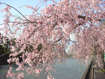 皇居ラン　皇居周辺の桜　花見