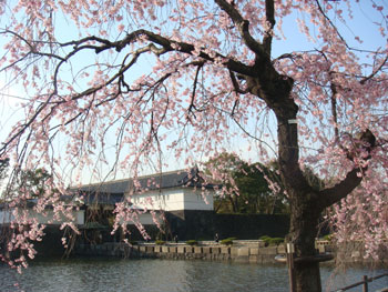 皇居ラン　皇居周辺の桜　花見