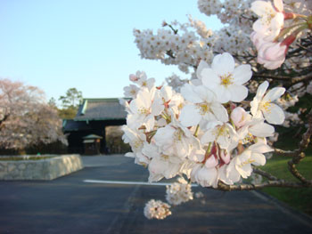 皇居周辺の桜　花見