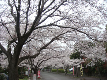 城ヶ崎海岸駅　桜並木