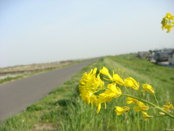 菜の花