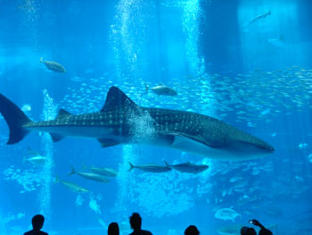 美ら海水族館